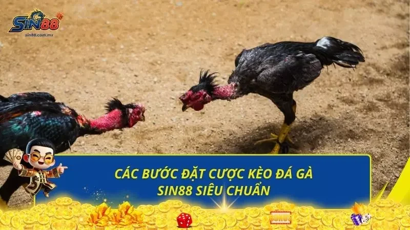 3 bước đặt cược kèo đá gà siêu nhanh cho newbie