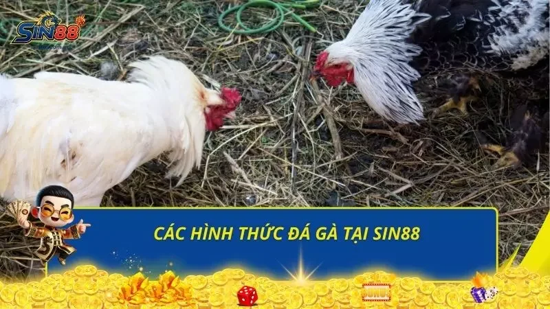 Điểm danh các hình thức tham gia đá gà có tại nhà cái trong 2026