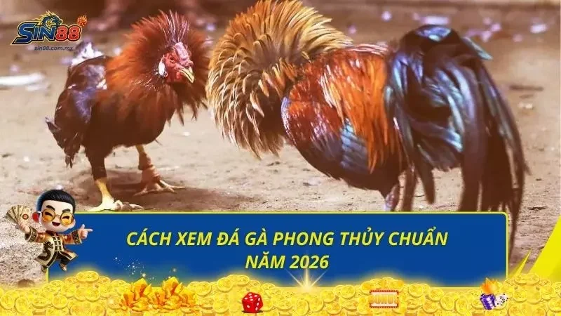 Hướng dẫn cách xem đá gà hình thức phong thủy trong năm 2026