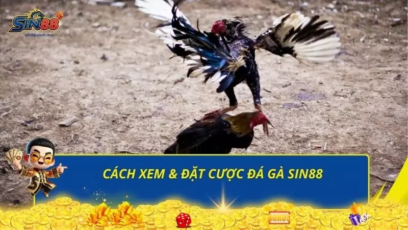 Chi tiết thao tác xem và cách đặt cược cực chuẩn cho người mới