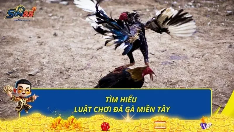 Hướng dẫn chi tiết từng luật chơi đá gà miền Tây đầy hấp dẫn