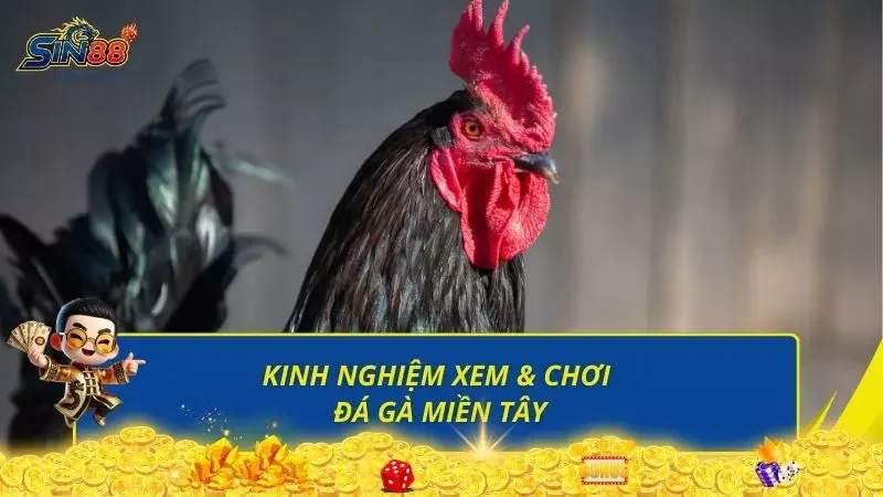 Nắm rõ những mẹo chơi đá gà giúp người chơi tự tin hớn