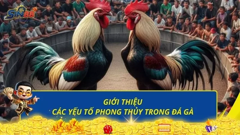Điểm qua các yếu tố về mặt phong thủy trong đá gà